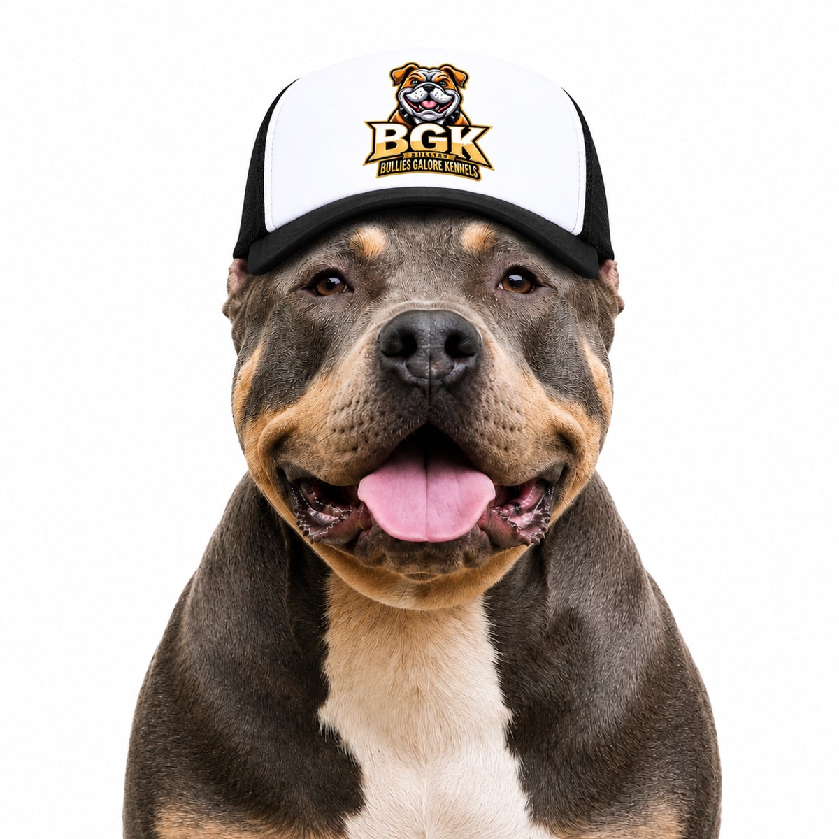 An American Bully wearing the BGK trucker hat in black