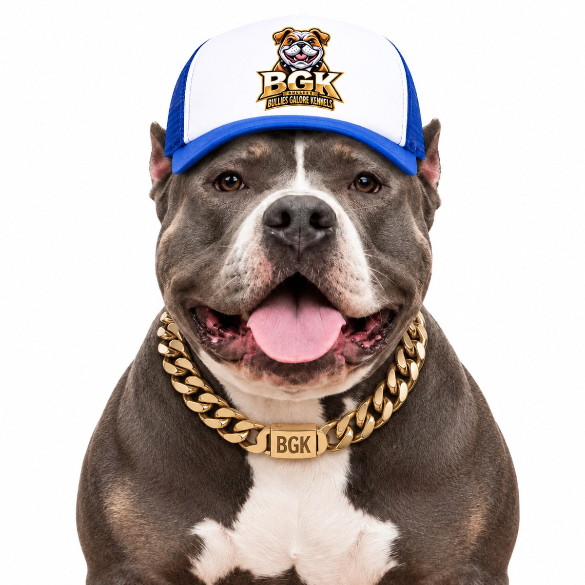 An American Bully wearing the BGK trucker hat in blue