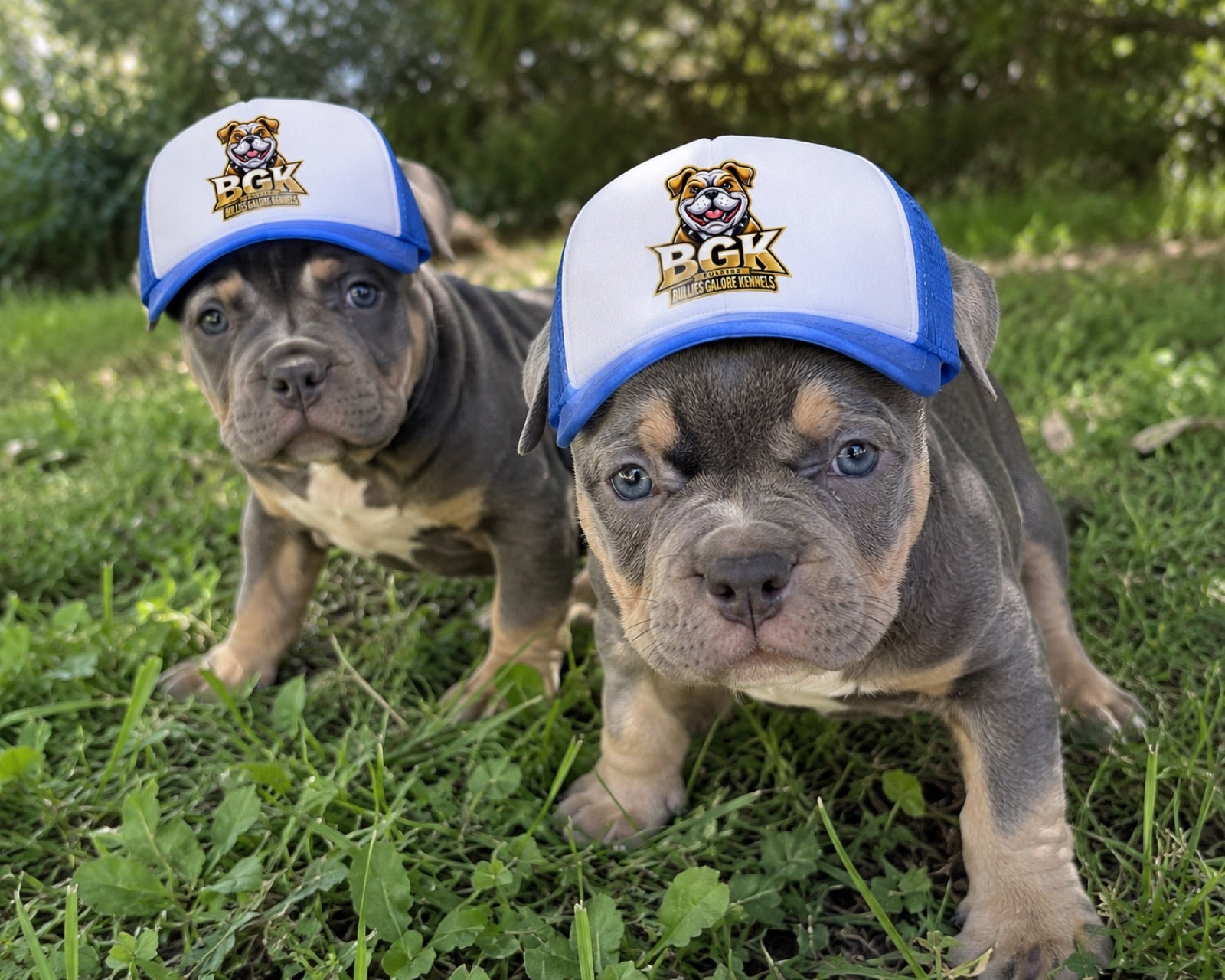 Two bully puppies wearing BGK trucker hats in blue