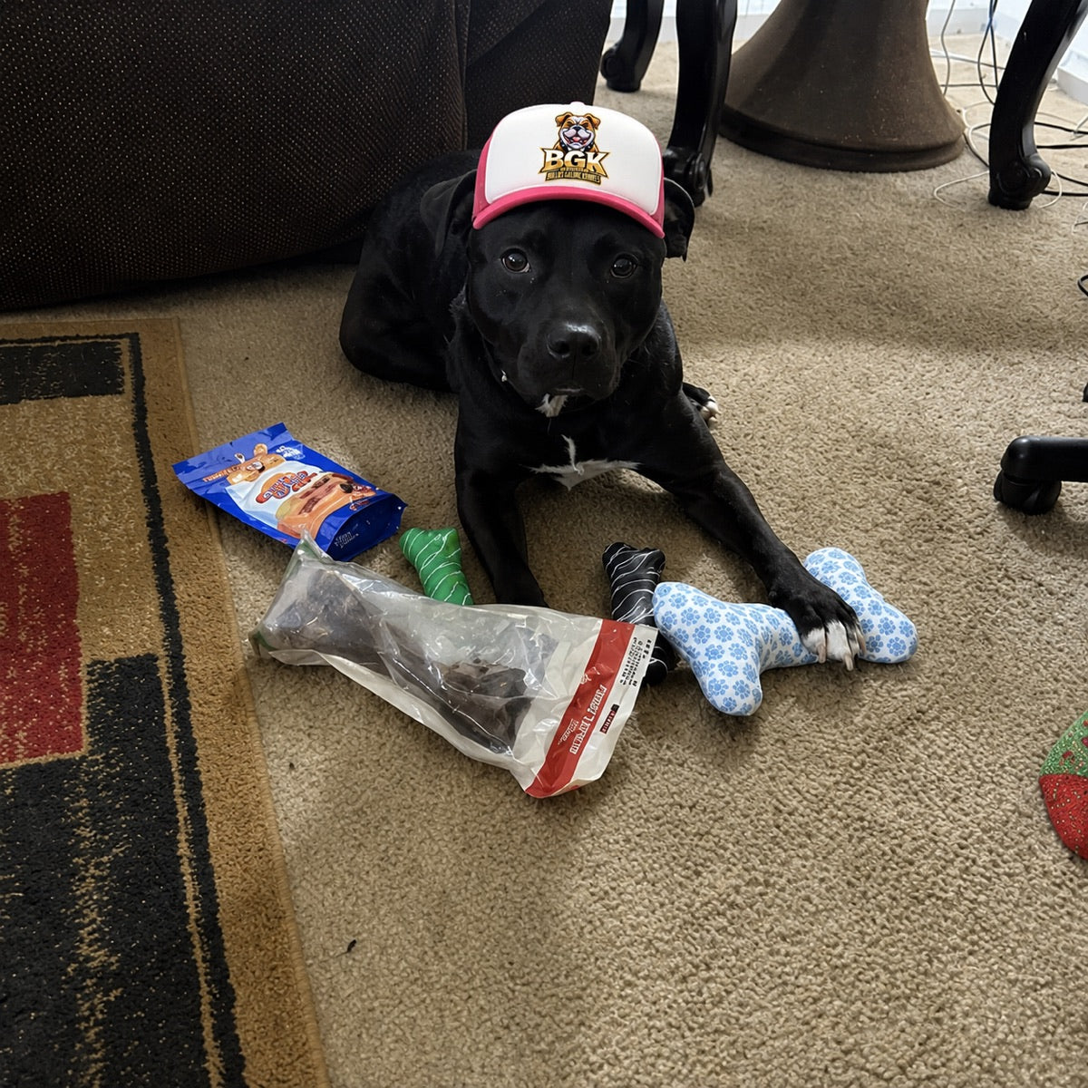 A dog lying at home wearing the BGK trucker hat in pink, surrounded by toys and treats